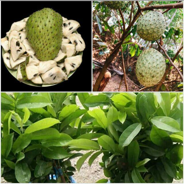 Cây MÃNG CẦU GAI , siêu SAI QUẢ, giá trị dinh dưỡng cao, rât tốt cho sức khỏe