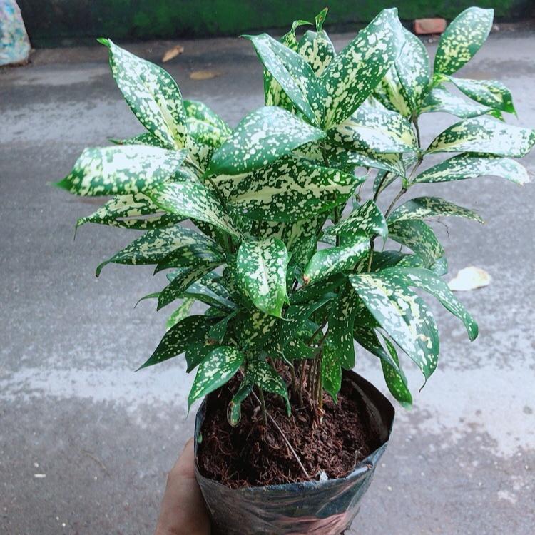 ĐẸP- Chậu Cây Trúc Nhật Đốm Siêu Chill 981