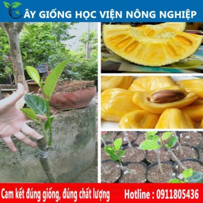 Sản phẩm Cây Ăn Trái mít nghệ siêu ngọt