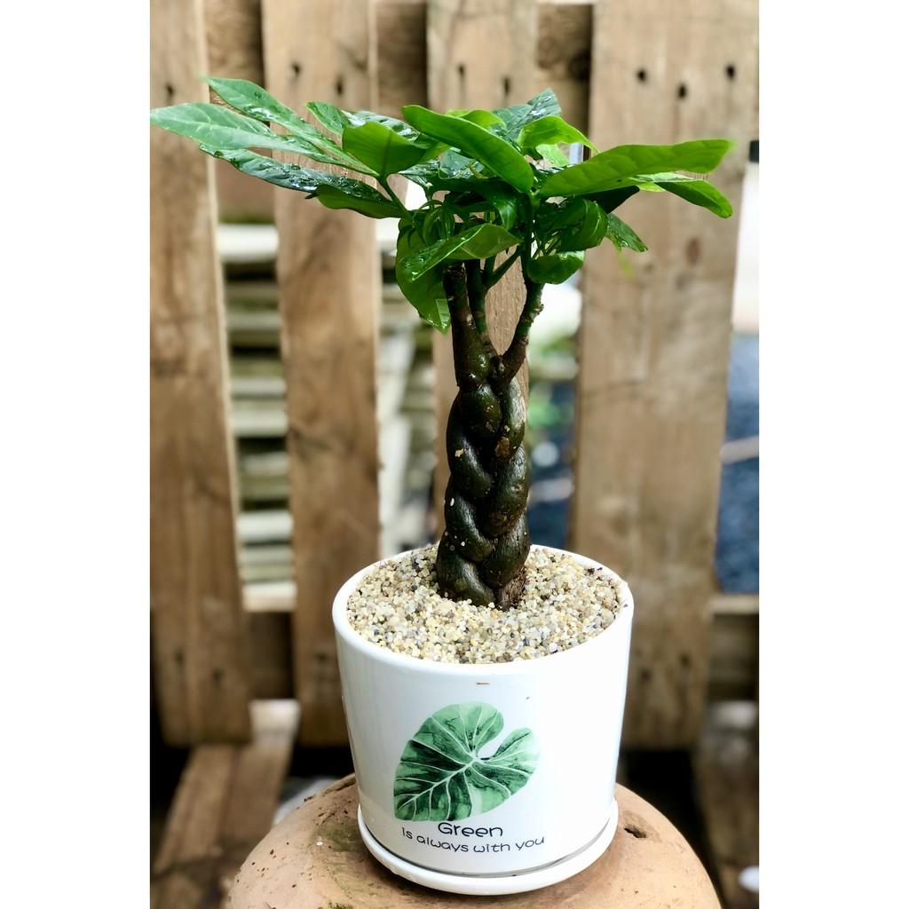 Chậu sứ cây Kim Ngân xoắn tặng kèm đá trang trí