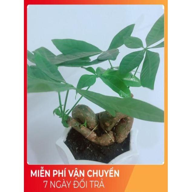 Chậu Kim Ngân Nơ