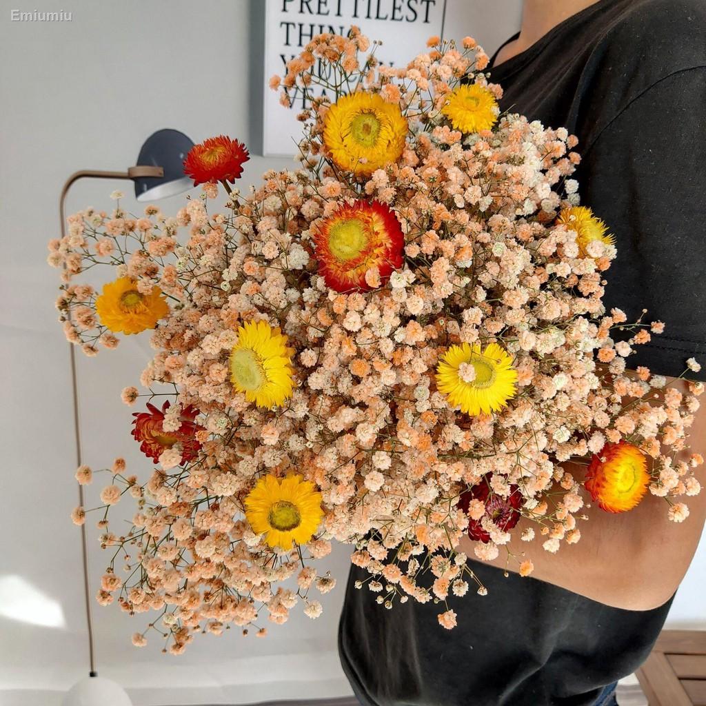 ▼○bó hoa khô Gypsophila forget-me-not trang trí phòng khách trang trí phòng khách