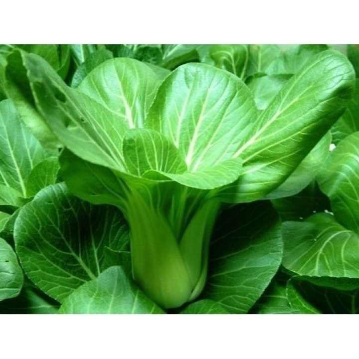 Hạt Giống Cải Thìa Cao Sản gói 20gr, hat giong rau sach thuy canh
