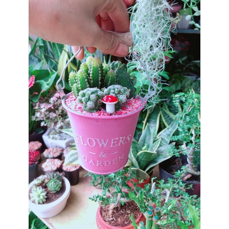 Chậu Xương Rồng Tiểu Cảnh