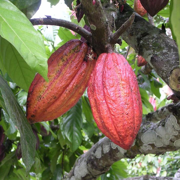 Hình ảnh Thức uống sô cô la vị cà phê - Bột ca cao cafe hòa tan dùng pha chế trà sữa, làm bánh CACAO MI hộp thượng hạng 357g