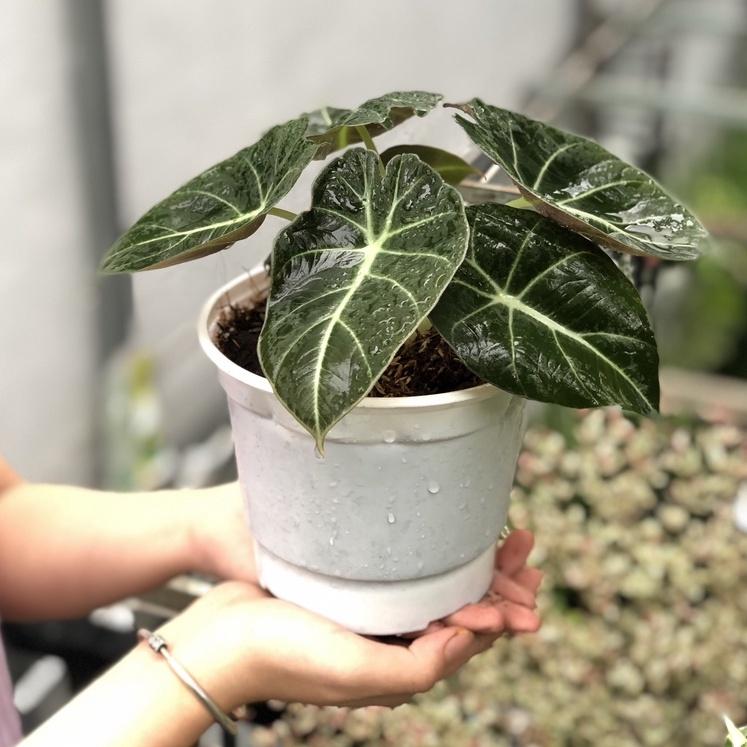 Cây Môn Nhung Đen để bàn - Cây Alocasia Black Velvet