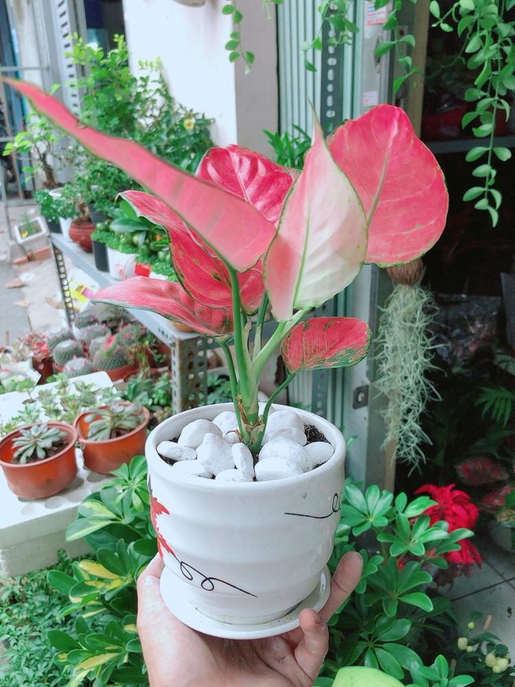 Chậu Cây Vạn Lộc Hồng