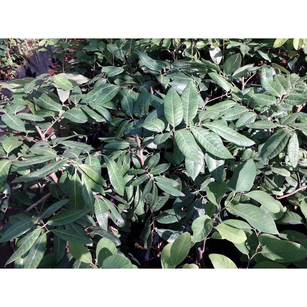 CÂY GIỐNG NHÃN LONG PHỤNG CHÂU. )
