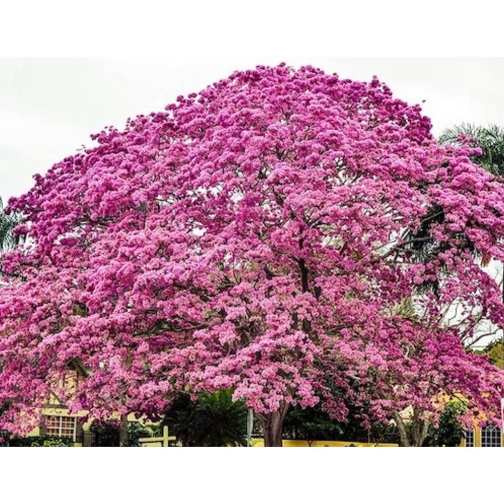 CÂY PHONG LINH TÍM GIỐNG + Tặng 01 cây dâu da đất