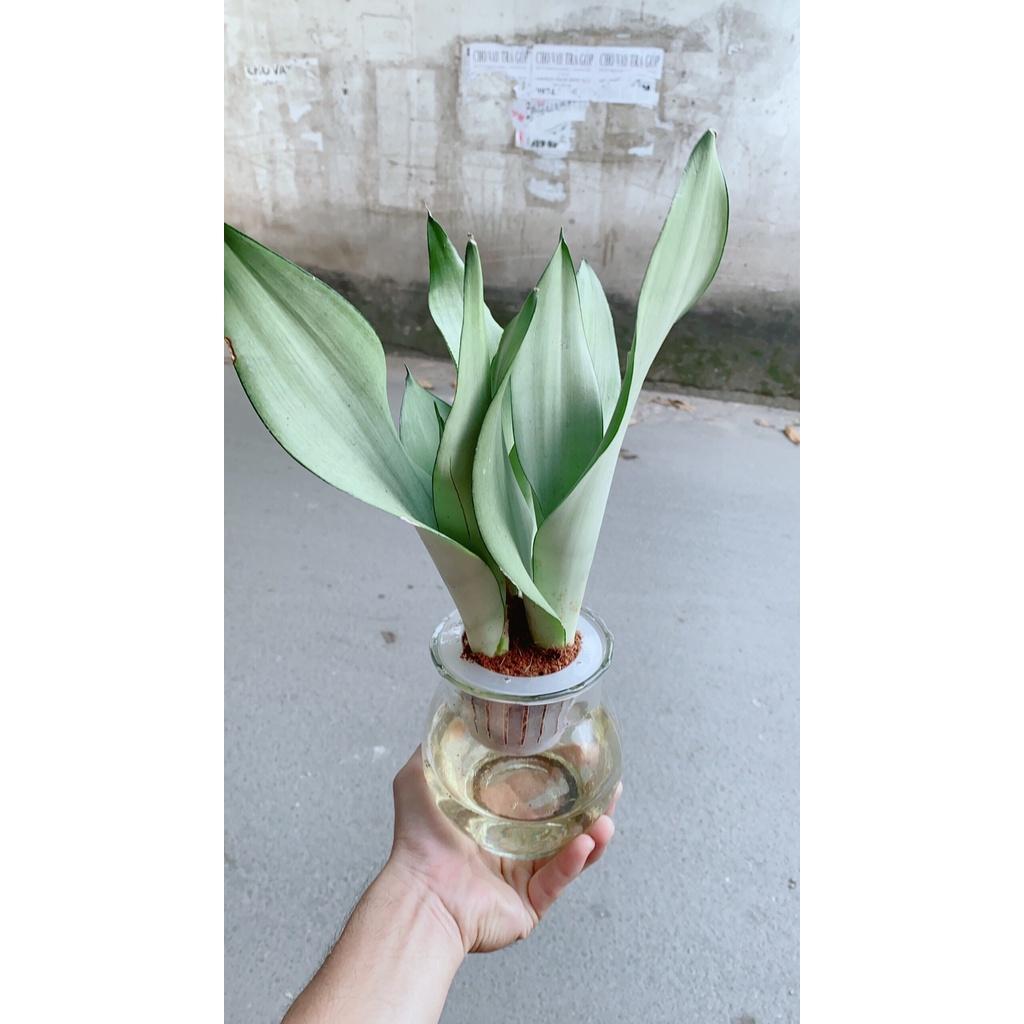Chậu Lưỡi Hổ Bạc Thuỷ Canh