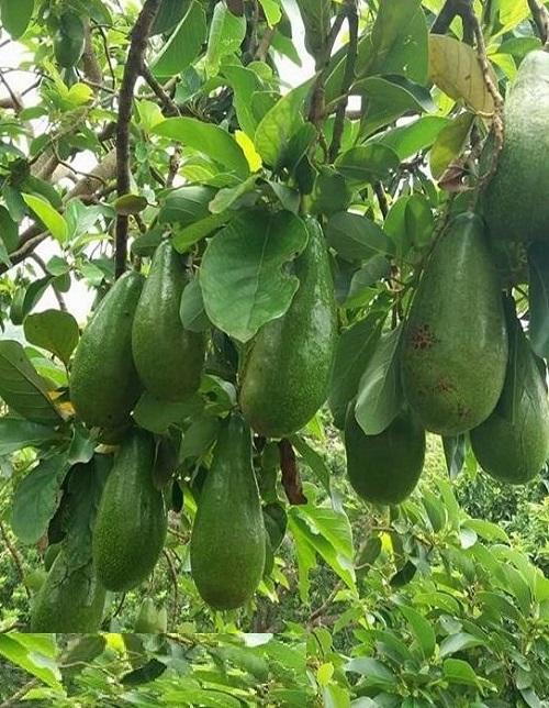 Cây giống Bơ Sáp siêu quả