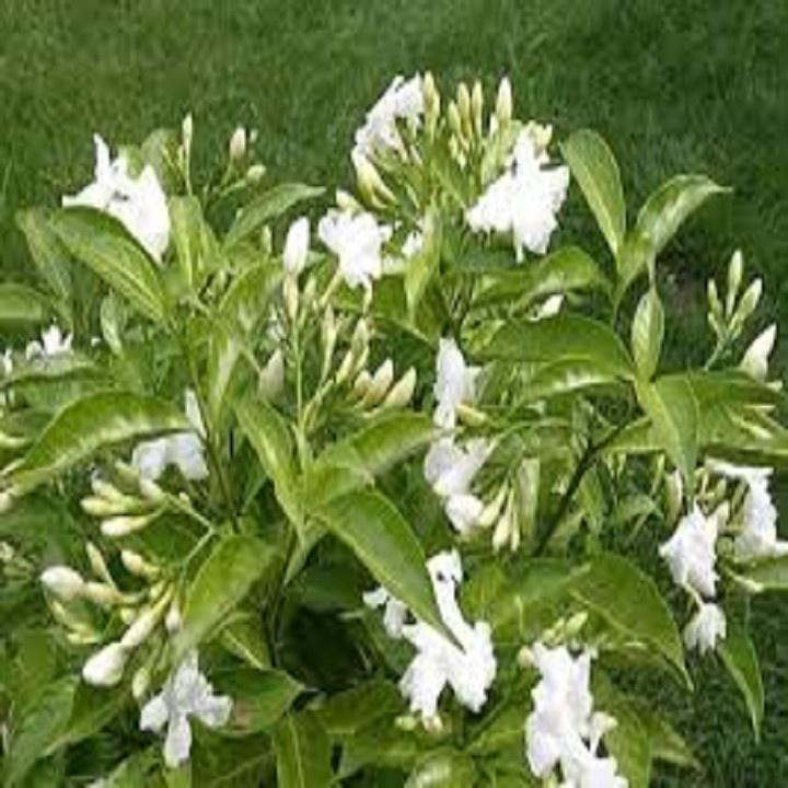 CÂY HOA NGỌC BÚT CÁNH KÉP TRẮNG TO