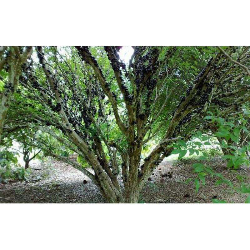 Cây nho thân gỗ nam mỹ cây cao 50cm
