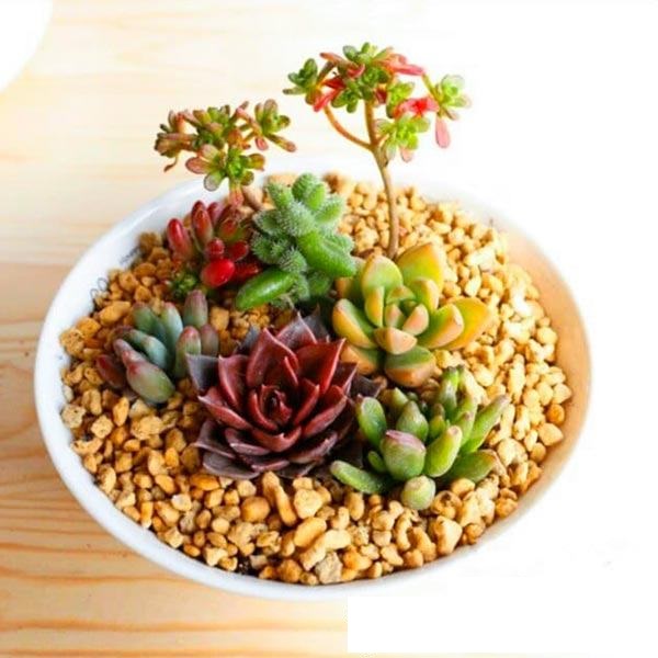 500GR - Đá Khoáng Maifan chuyên trồng Sen Đá, Xương Rồng, Bonsai - giữu Màu, Tạo Màu Hoa