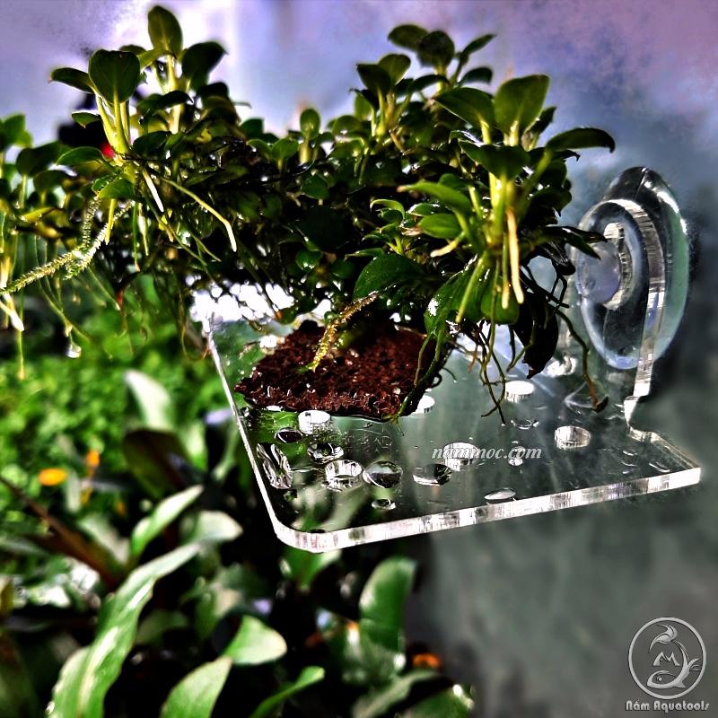 Tấm Nâng Acrylic / Giá Đỡ Giá Thể Ươm Ráy, Bucep - Đỡ Vĩ Ươm Rêu Hít Thành Kính