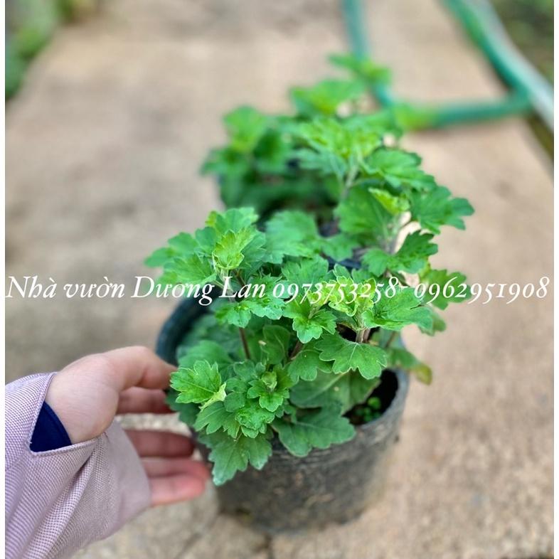 Hoa cúc cổ đỏ sơn la - bịch 3 cây giống to đẹp -Hoa cúc thân gỗ trồng lâu năm
