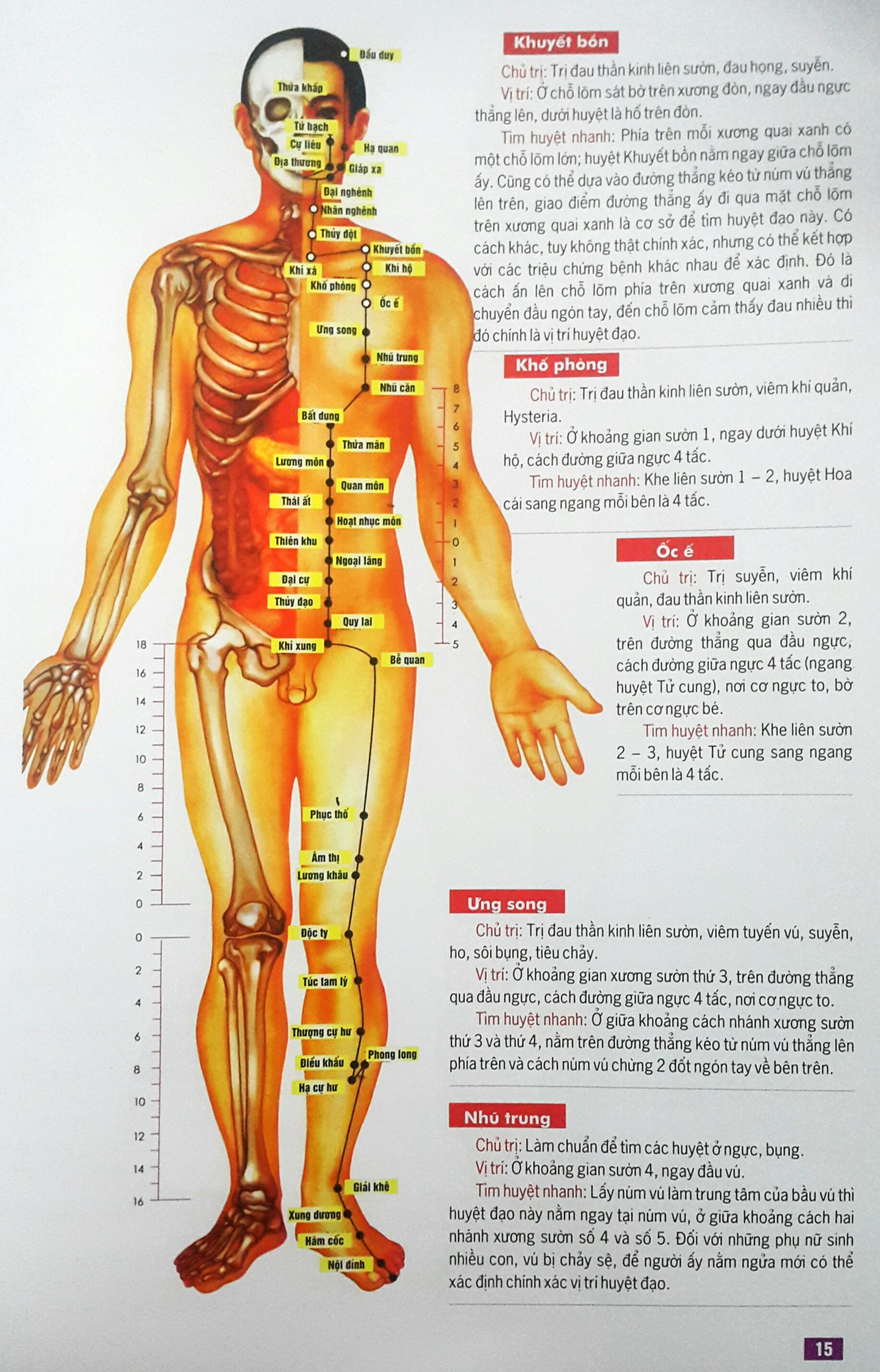 Huyệt Vị Kinh Lạc Cơ Thể Người