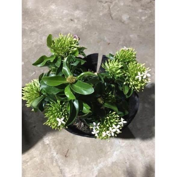 Hoa mẫu đơn màu trắng siêu hoa