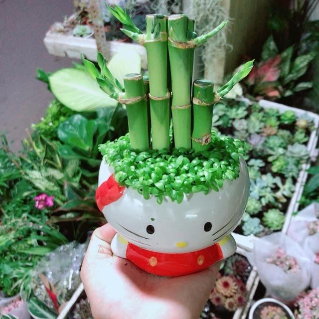 Chậu Trúc Phát Tài Mèo Kitty