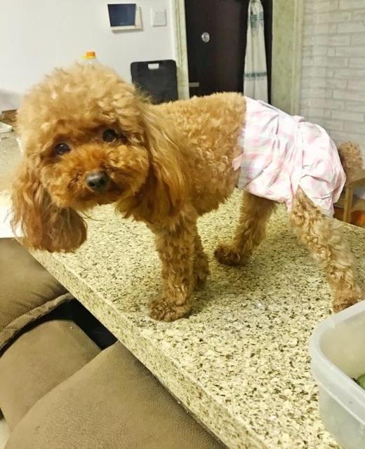 Bỉm cho các Boss