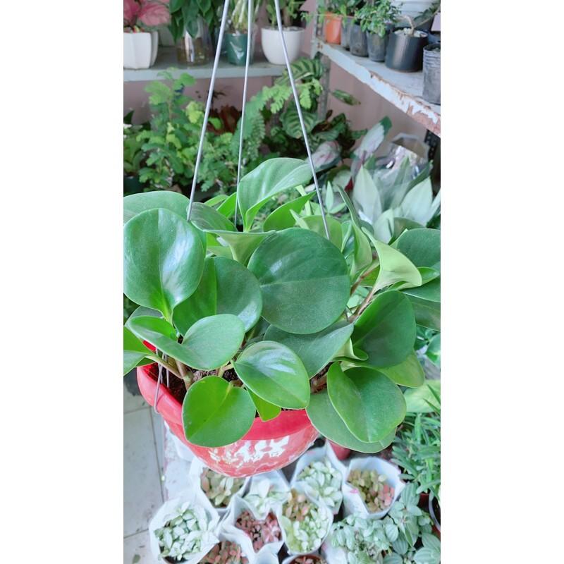 Cây Trường Sinh