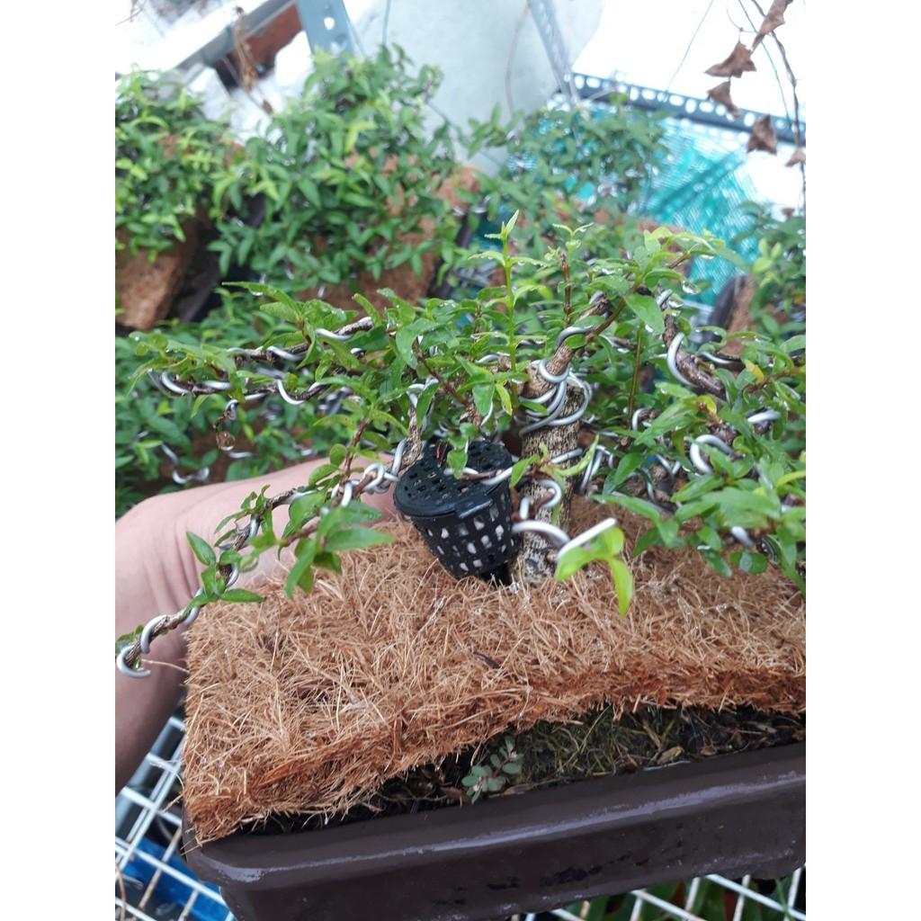 100 giỏ đựng hạt phân tan chậm bón cho cây cảnh, bonsai, hoa lan