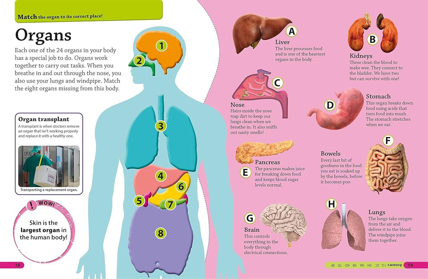 Sách ngoại văn: DKfindout! Human Body