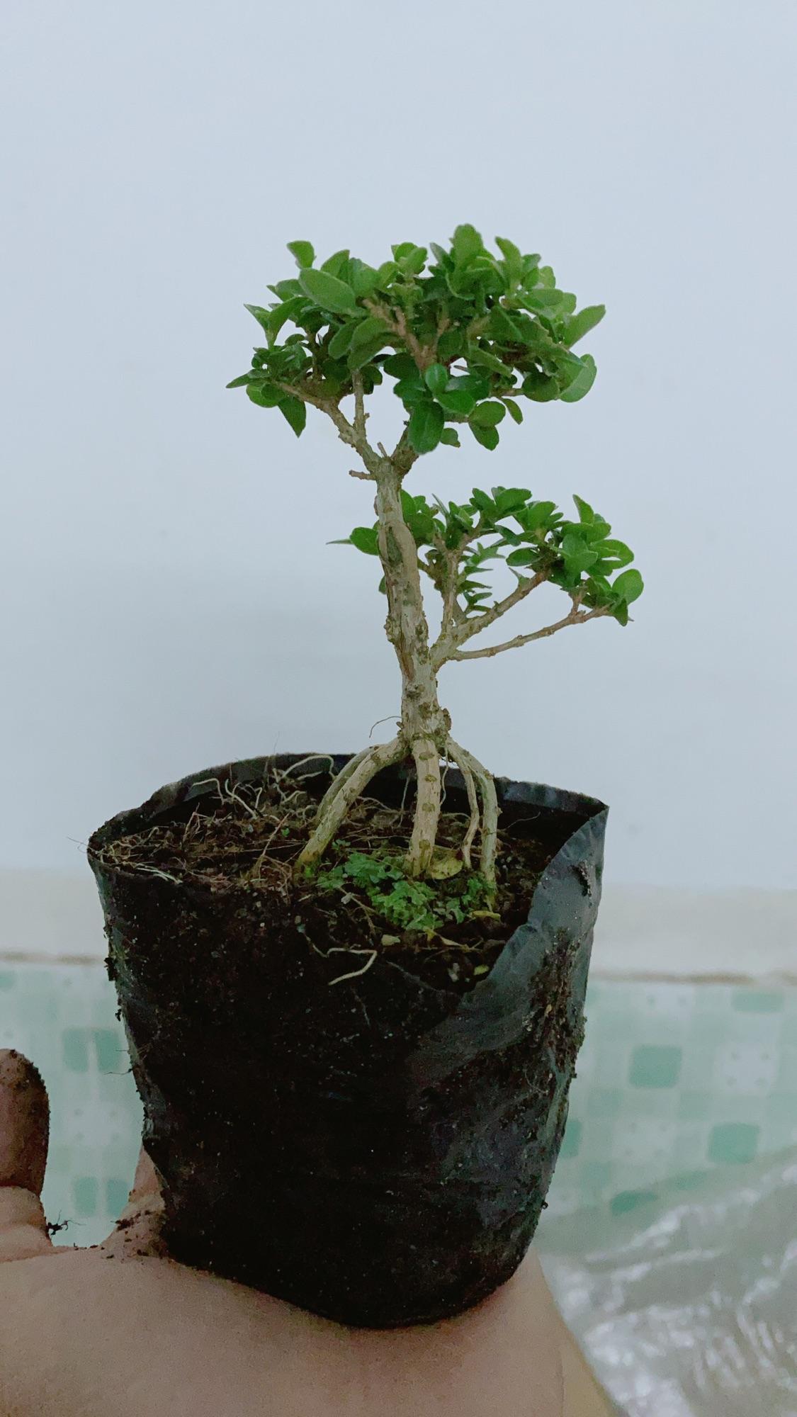 Cây Sam Hương Bonsai Mini