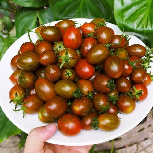 Cây giống cà chua trái cây siêu ngọt SUPER SWEET - cà chua bi ngọt nhất trong các loại cà chua trái cây
