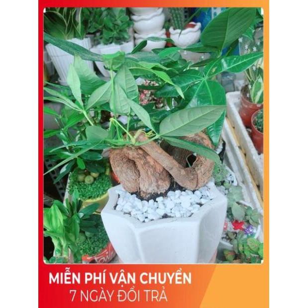 Chậu Kim Ngân Nơ