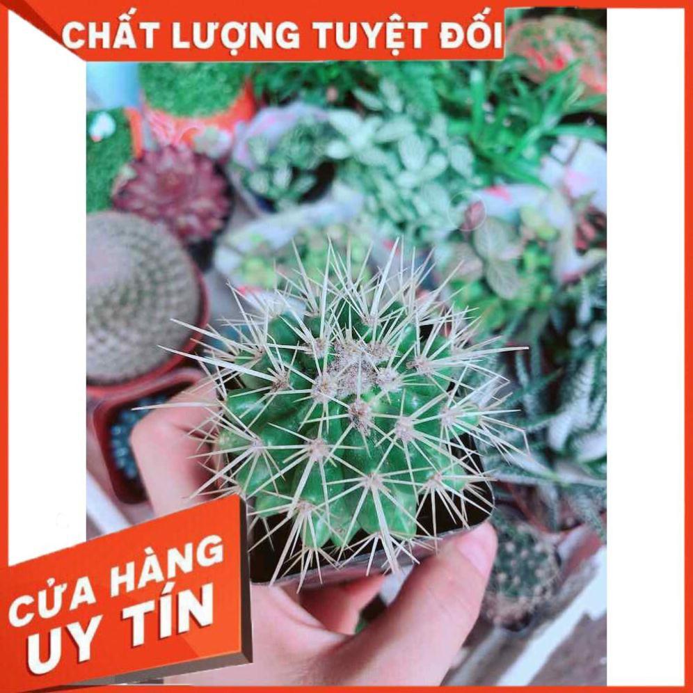 Xương Rồng Kim Hổ Nhiều Người Mua