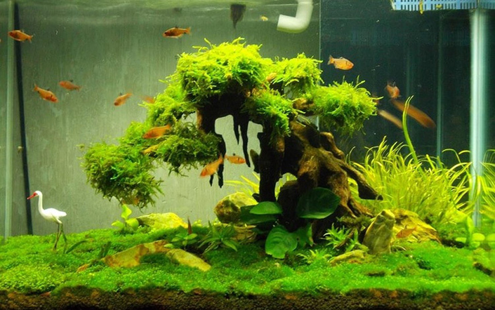 Thanh nhiệt, giải độc, mát gan, lợi mật, tăng cường chức năng gan cho các loại cá cảnh, cá rồng, cá vàng, cá bảy màu guppy, cá rồng, cá Koi 100gr.