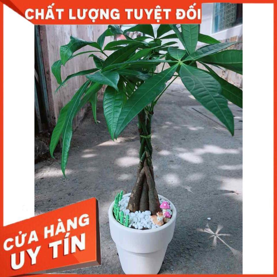 Chậu kim ngân thắt bím 5 thân Nhiều Người Mua