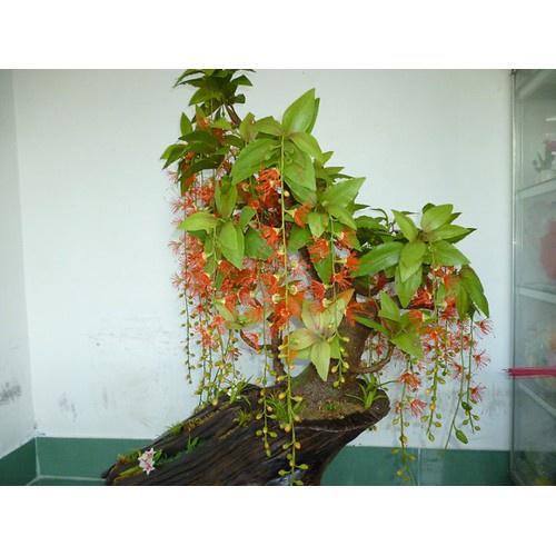 CÂY GIỐNG CÂY LỘC VỪNG