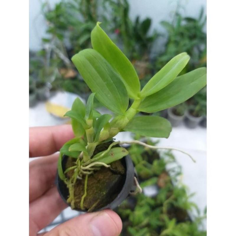 100 chiếc Rọ trồng Lan giống-Lan cấy mô
