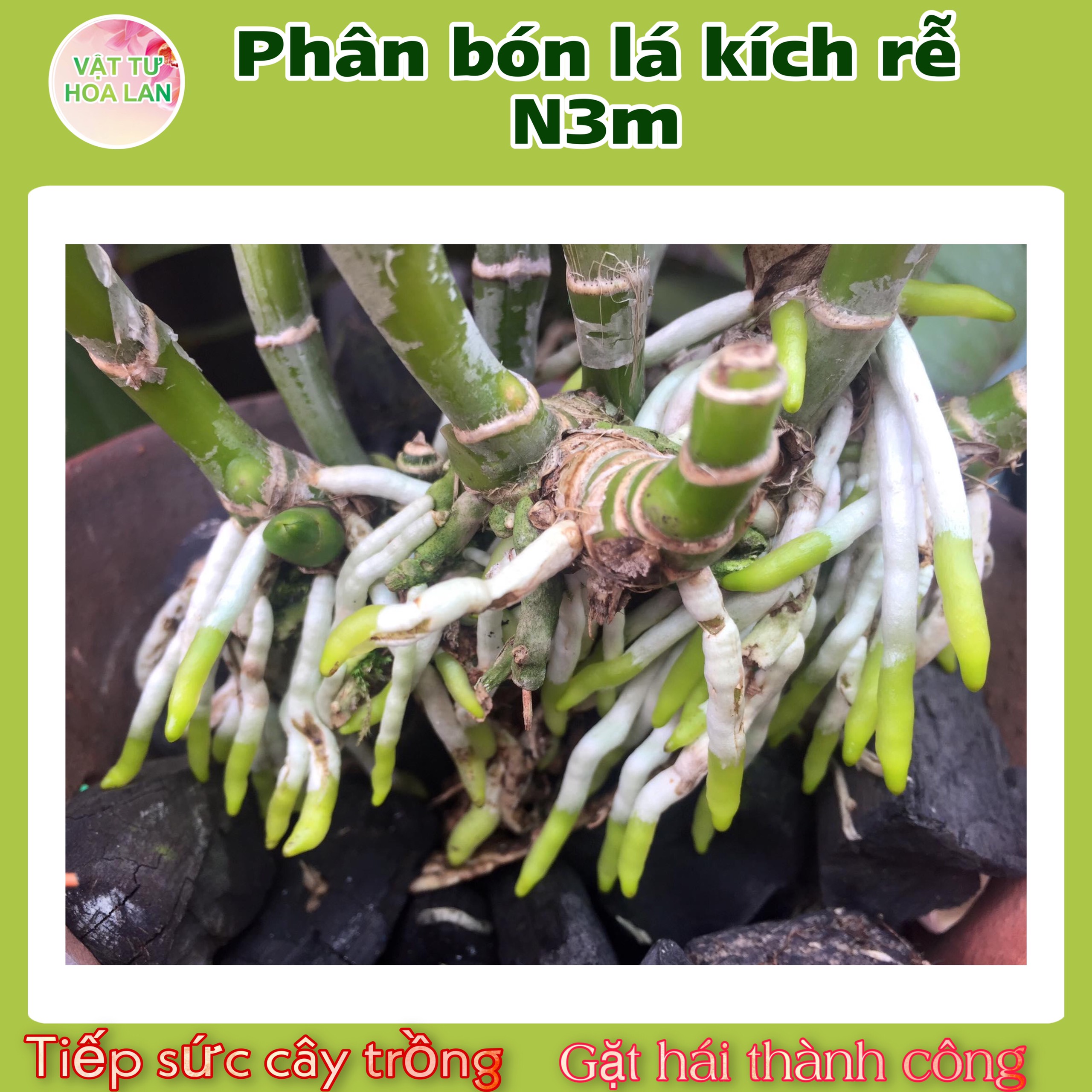 Phân Bón Lá Ra Rễ Cực Mạnh N3M