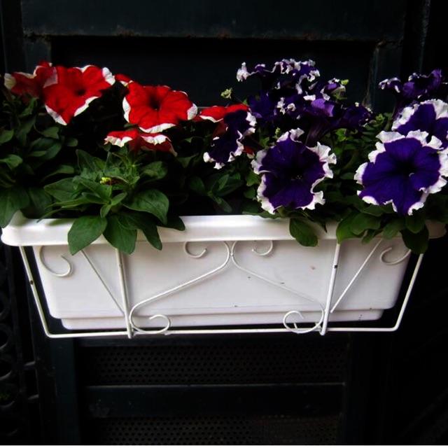 Combo 2 Bộ Chậu dài trồng rau màu trắng, trồng hoa kiểng