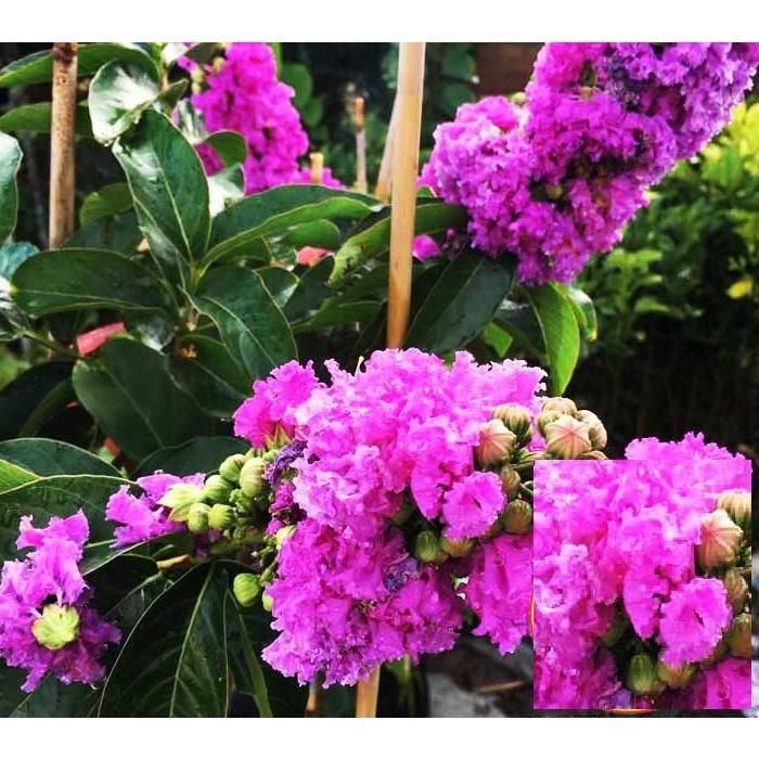 Cây Hoa Bằng lăng tím - cây giống lớn cao 1,2m trở lên