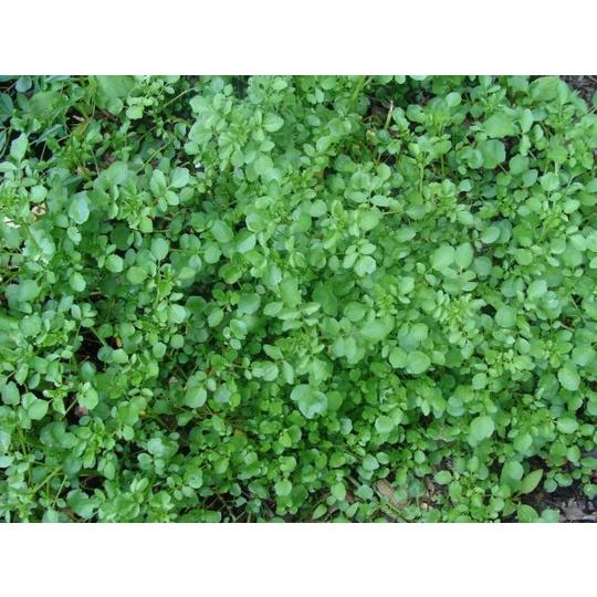 Hạt giống Xà Lách Xon, Xà Lách Xoong, Cải Xoong Mỹ 1g