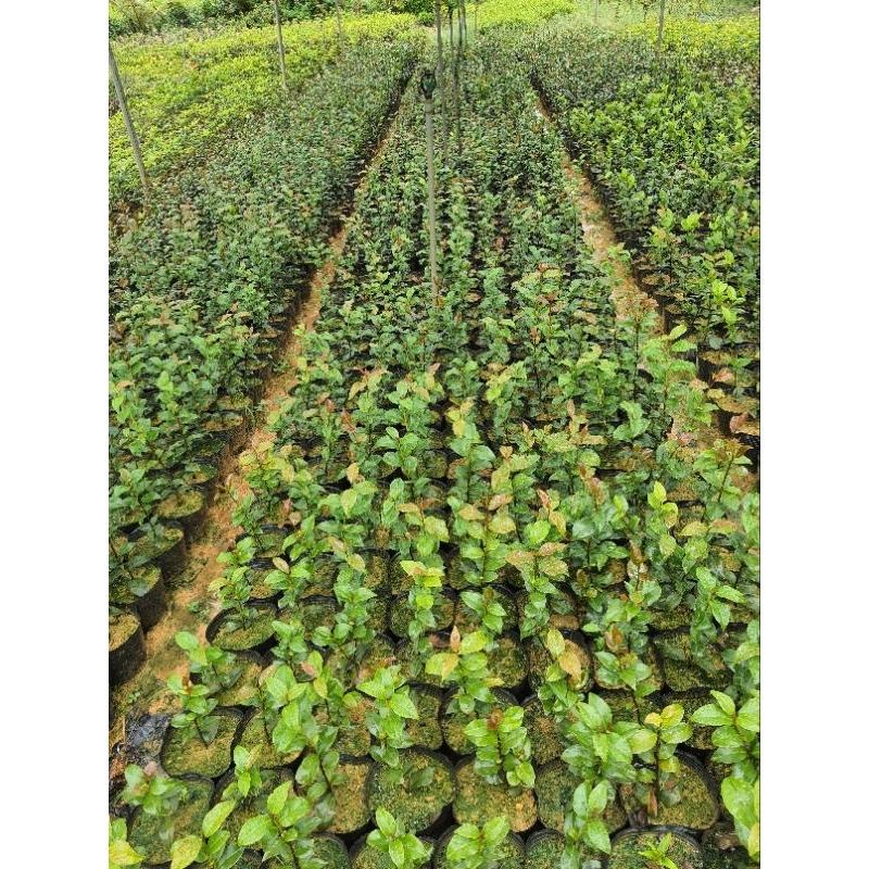 Cây giống trà mi trắng.trà Bạch