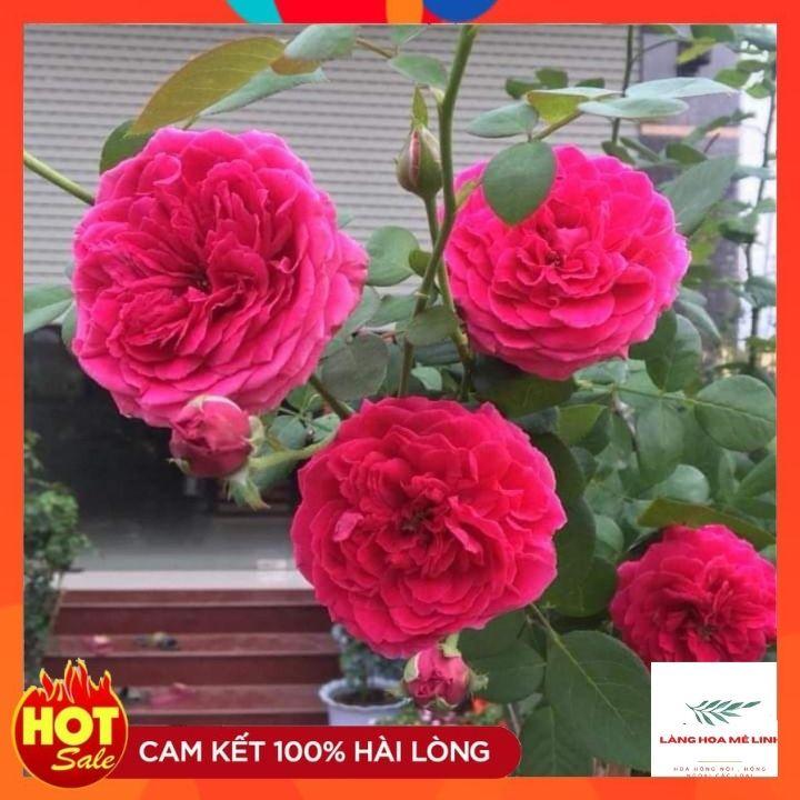 Hoa Hồng Bụi Pas De Deux Hồng Tím, sai hoa, rất nhiều người ưa thích