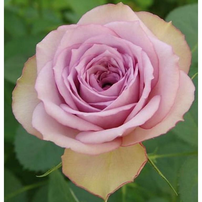 Hoa Hồng ngoại lilax Classic nụ sẵn- bầu to cây lớn trưởng thành