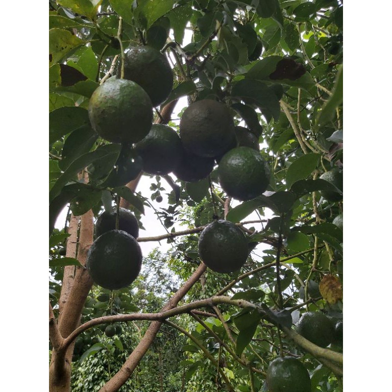 Cây giống bơ both 7