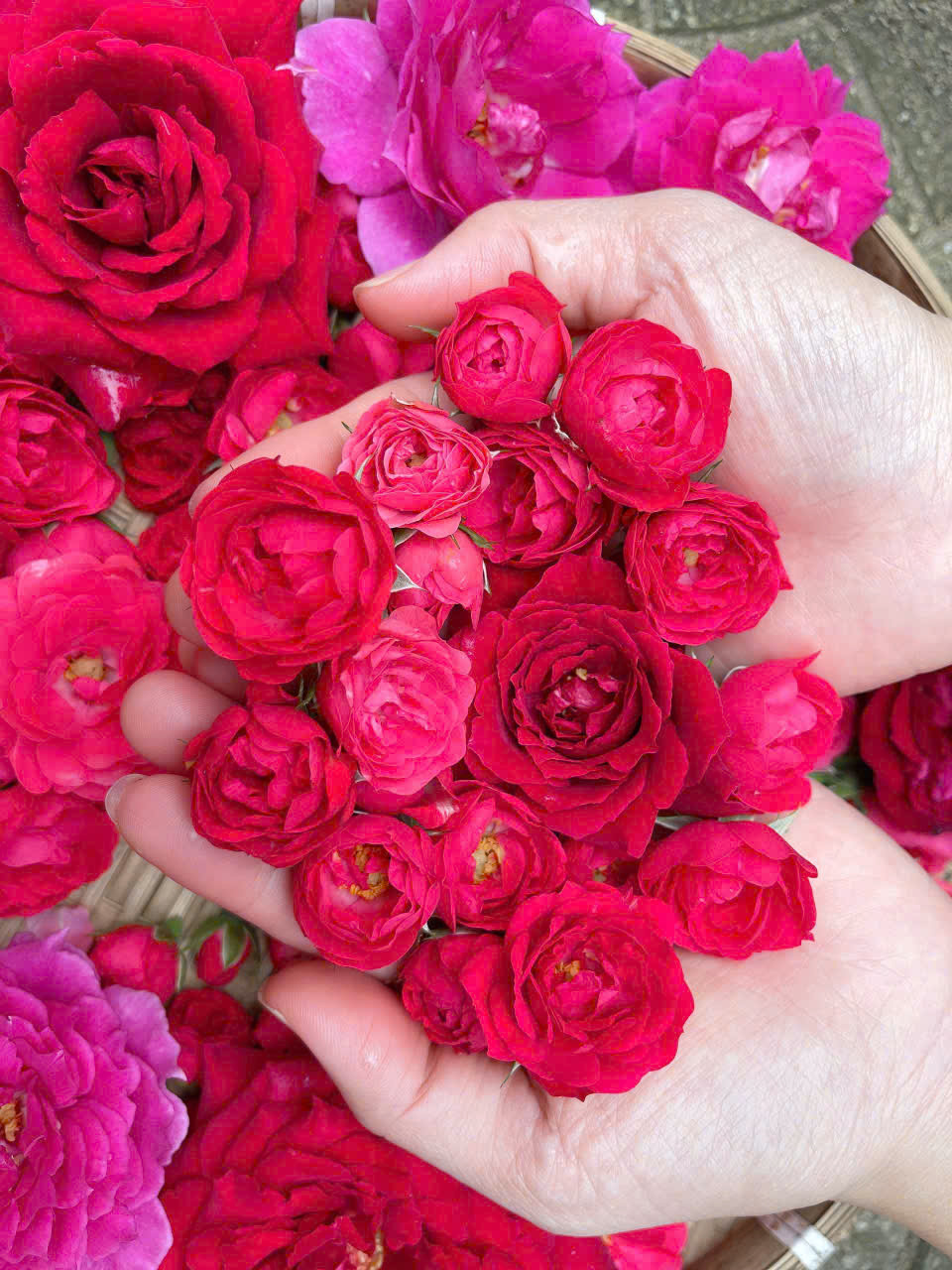 Trà Hoa Hồng O'Farm Sấy Khô Nguyên Bông – Trà Hoa Hồng OCOP 3 sao, Thiên Nhiên Thanh Nhiệt, Đẹp Da, Thơm Dịu