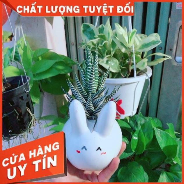Chậu Móng Rồng Thỏ Trắng