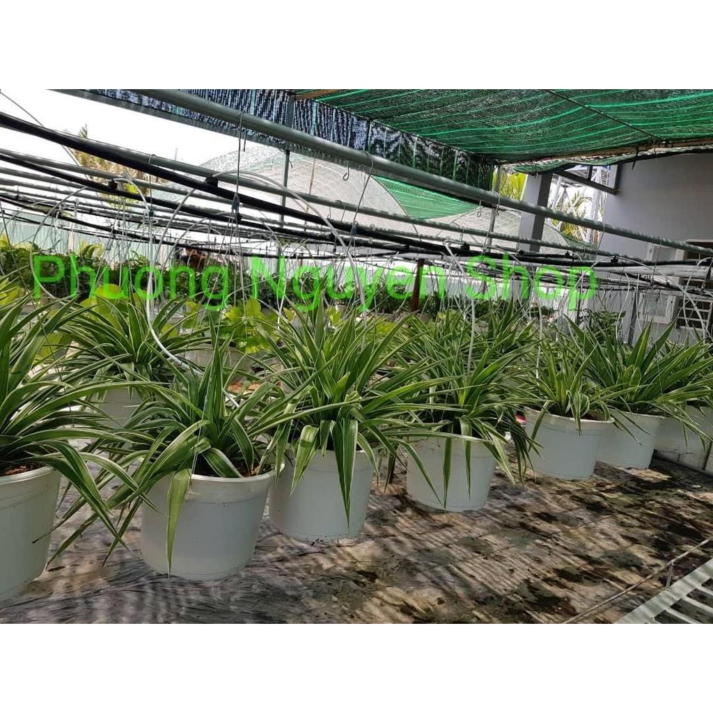 03 Cây Nhện Treo Thanh Lọc Không Khí 981SP 681sp