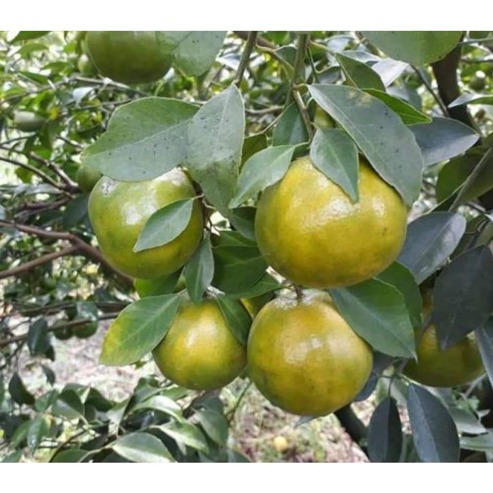 GIỐNG CÂY QUÝT ĐƯỜNG ÔN CHÂU