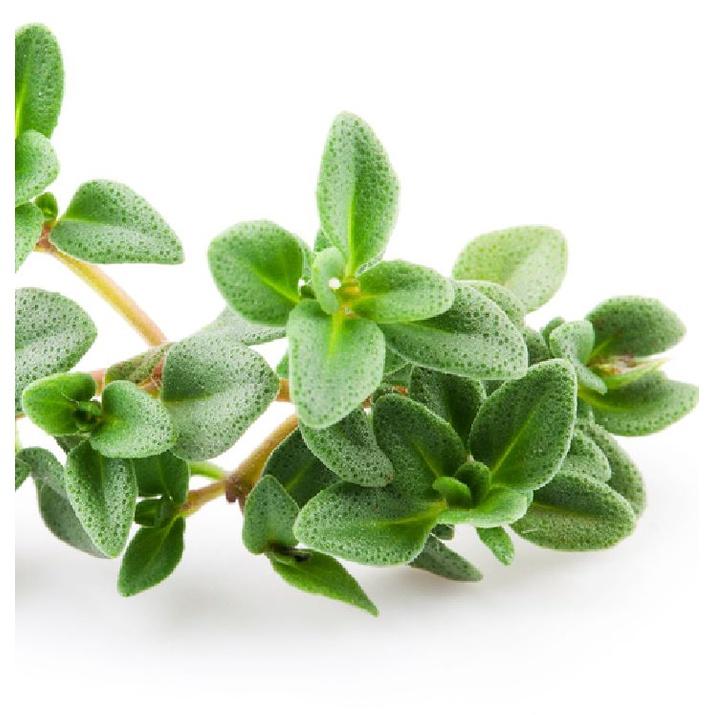 Hạt giống cỏ xạ hương (Thyme) - 100 hạt/gói