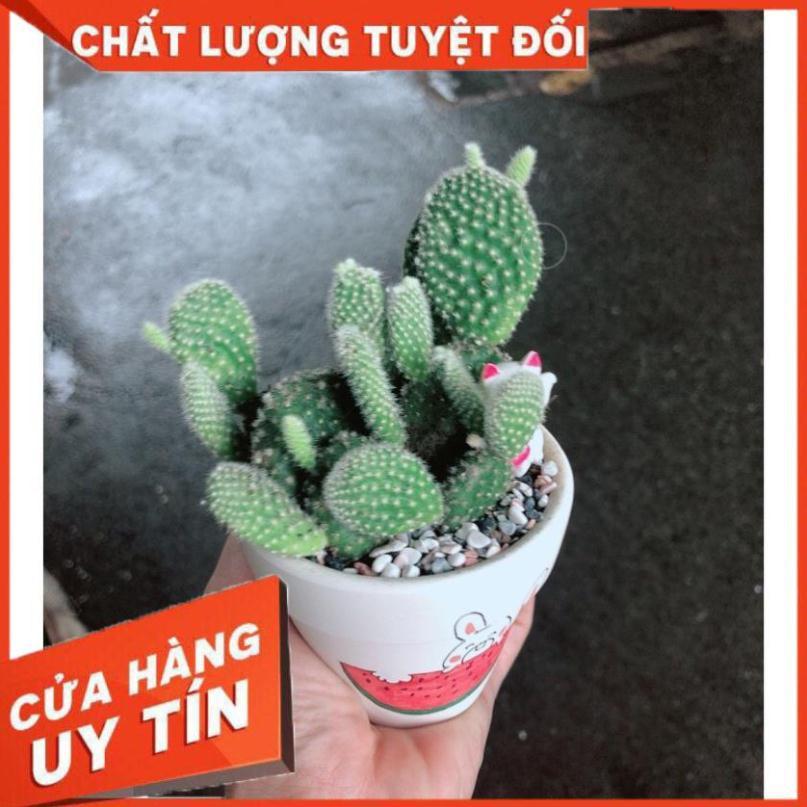 Chậu sen đá tiểu cảnh 8