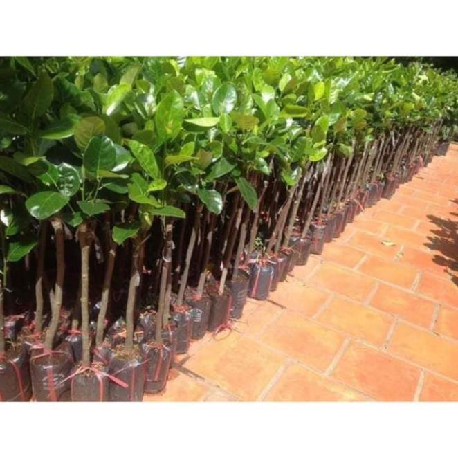 Sản phẩm MÍT THÁI LAN RUỘT ĐỎ